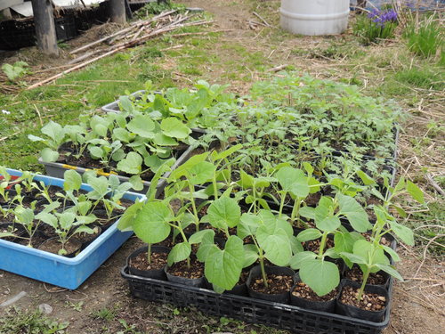 2013-05-15 09.36.41.jpg
