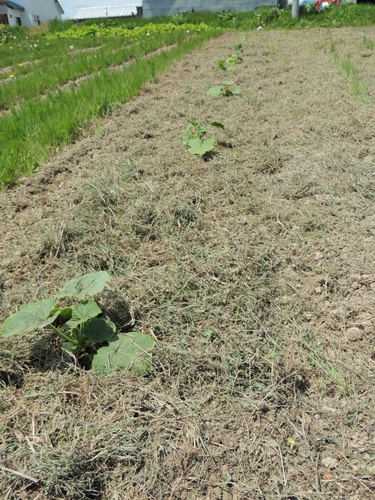 2013-06-05 11.33.51.jpg