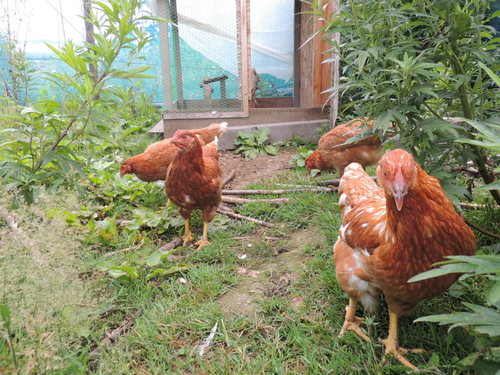 DSCN4980.JPG