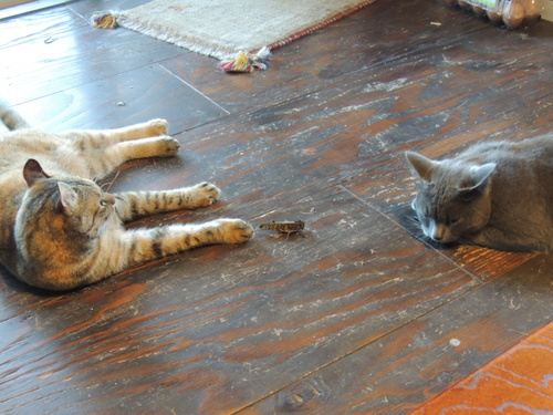 DSCN5271.JPG