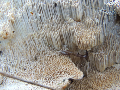 DSCN6087.JPG