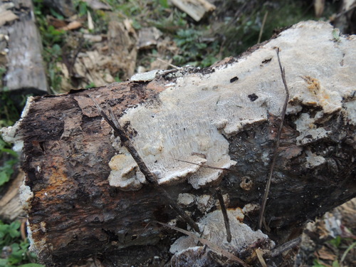 DSCN6088.JPG
