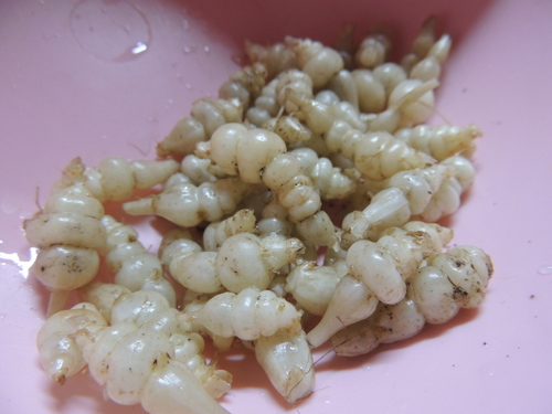 DSCN7479.JPG