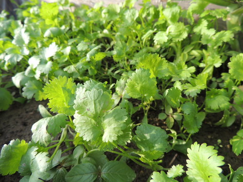 DSCN9546.JPG