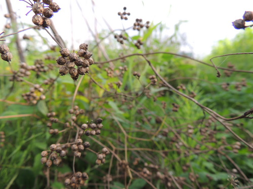 DSCN9547.JPG
