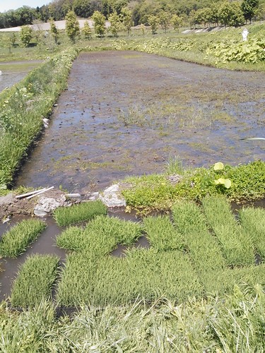 NCM_0059.JPG