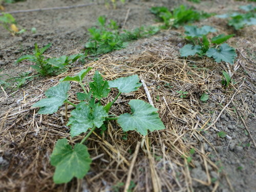 P6090021.JPG