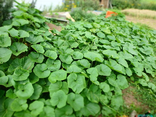 P8170113.JPG