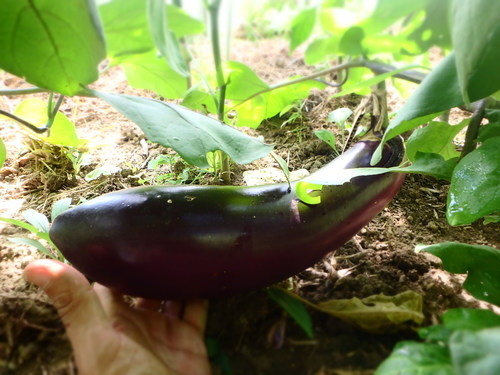 PA011368.JPG