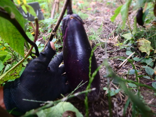 PA031034.JPG