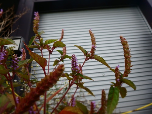 PA071468.JPG
