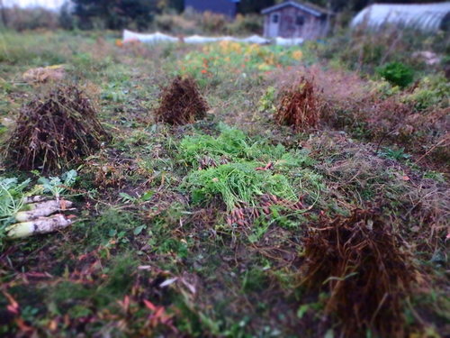 PA150876.JPG