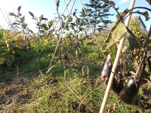 PA150971.JPG