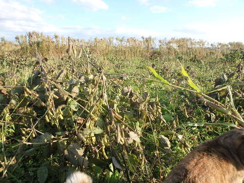 PA150975.JPG