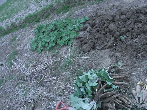 RIMG0869.JPG