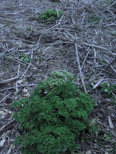 RIMG0882.JPG