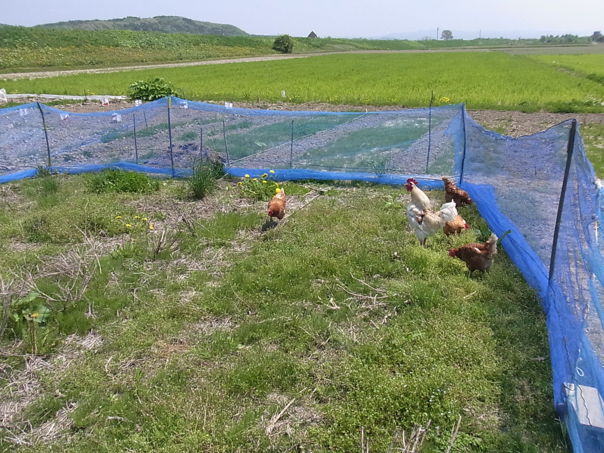 チキントラクター 始動 ２２世紀型野良人の雑多な日常